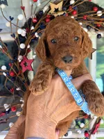 Turquoise girl, a female Poodle - Standard  for sale in Nashville, TN – 3 of 3