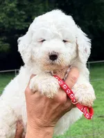Red boy, a male Miniature Goldendoodle for sale in Nashville, TN – 1 of 1