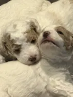 Lavender girl, a female Miniature Goldendoodle for sale in Nashville, TN – Photo 1 of 2