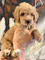 Lime collar girl , a female Poodle - Miniature  for sale in Hermitage, TN – 2 of 2