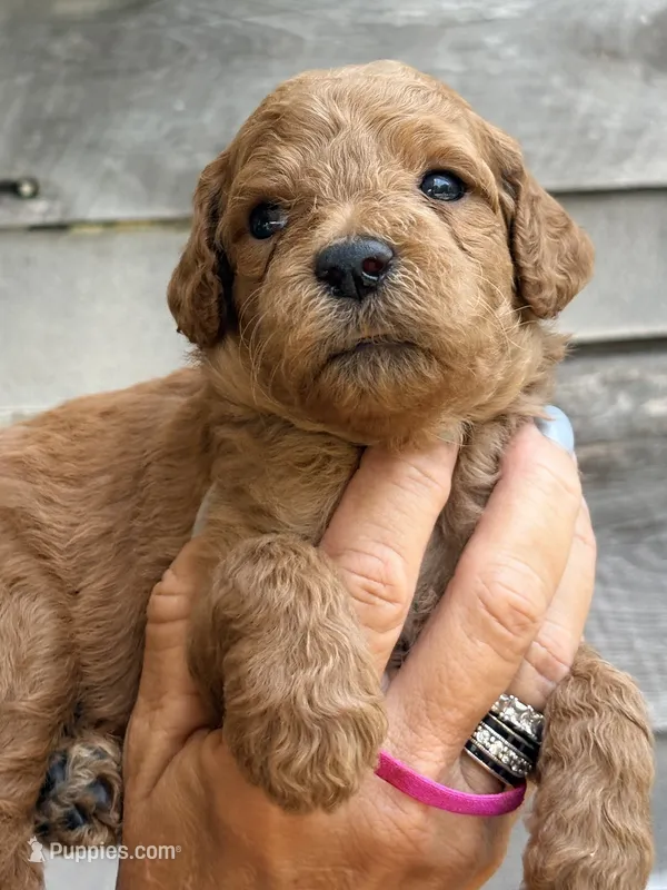 Hot pink girl  – Poodle - Standard  puppy for sale in Hermitage, TN