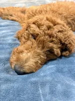 Missy , a female Poodle - Standard  for sale in Hermitage, TN – 4 of 7