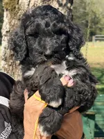 Silver abstract boy , a male Poodle - Standard  for sale in Nashville, TN – Photo 1 of 2