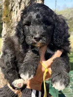 Silver abstract boy , a male Poodle - Standard  for sale in Nashville, TN – Photo 2 of 2