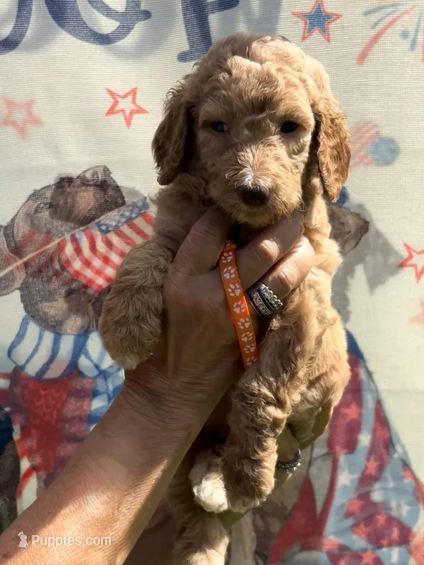 Orange boy – Poodle - Standard  puppy for sale in Nashville, TN