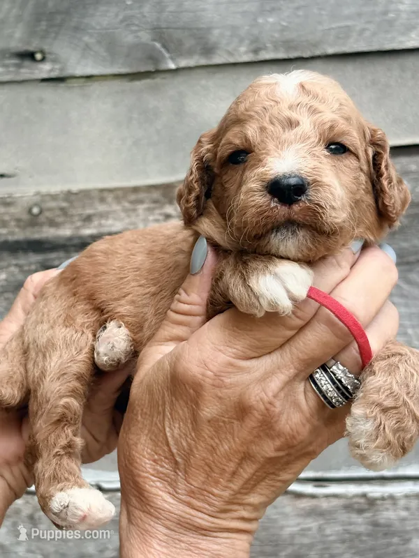 Red collar boy  – Poodle - Standard  puppy for sale in Hermitage, TN