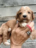 Red collar boy , a male Poodle - Standard  for sale in Hermitage, TN – 1 of 1