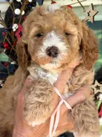 Pink girl, a female Miniature Goldendoodle for sale in Nashville, TN – 2 of 4