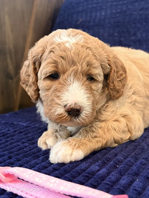 Pink girl – Miniature Goldendoodle puppy for sale in Nashville, TN