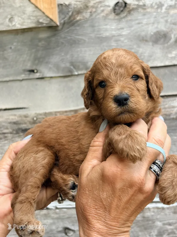 Mint collar girl – Poodle - Standard  puppy for sale in Hermitage, TN