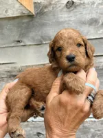 Mint collar girl, a female Poodle - Standard  for sale in Hermitage, TN – 1 of 1