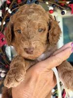 Silver girl , a female Poodle - Standard  for sale in Nashville, TN – 2 of 2