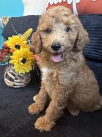 Yellow collar, a male Poodle - Miniature  for sale in Hermitage, TN – 2 of 2
