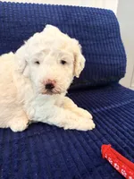 Red boy , a male Miniature Goldendoodle for sale in Nashville, TN – 3 of 3