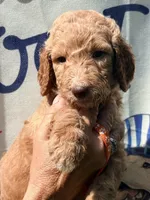 Orange boy, a male Poodle - Standard  for sale in Nashville, TN – 3 of 3