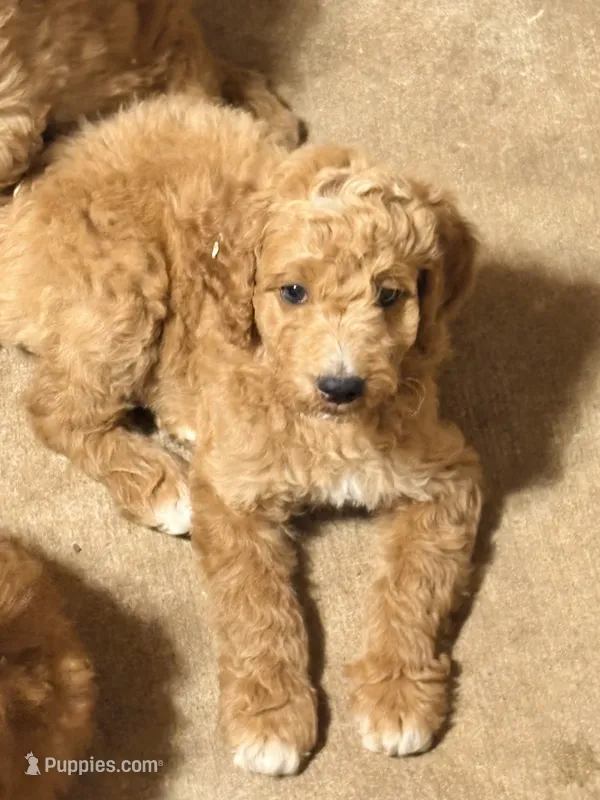 Green boy  – Poodle - Standard  puppy for sale in Hermitage, TN