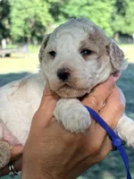 Blue boy , a male Miniature Goldendoodle for sale in Nashville, TN – 1 of 2