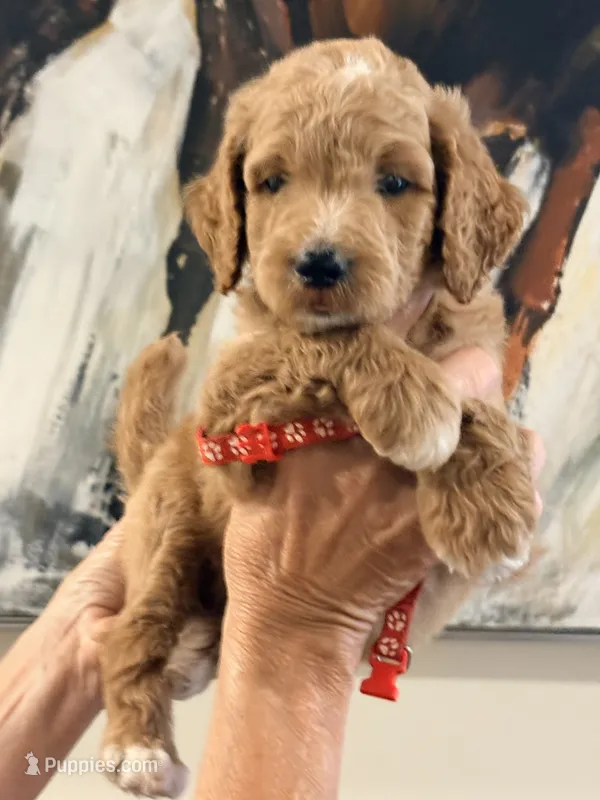 Red collar boy  – Poodle - Standard  puppy for sale in Hermitage, TN