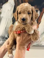 Red collar boy , a male Poodle - Standard  for sale in Hermitage, TN – 1 of 1