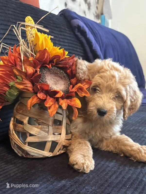 Lime collar  – Poodle - Miniature  puppy for sale in Hermitage, TN