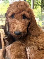 Maggie, a female Poodle - Standard  for sale in Nashville, TN – 3 of 4