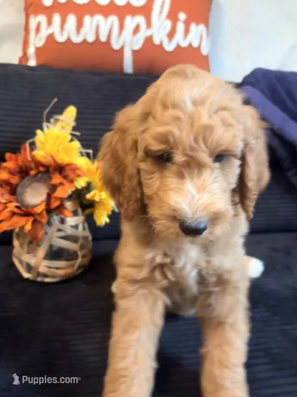 Green collar – Poodle - Standard  puppy for sale in Hermitage, TN