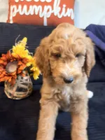 Green collar, a male Poodle - Standard  for sale in Hermitage, TN – 1 of 4