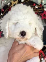 Red boy , a male Miniature Goldendoodle for sale in Nashville, TN – 2 of 3