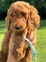 Charlotte , a female Poodle - Standard  for sale in Nashville, TN – 4 of 6