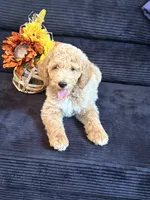 Blue collar boy , a male Poodle - Standard  for sale in Hermitage, TN – 2 of 3