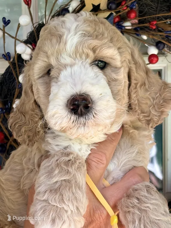 Yellow boy  – Miniature Goldendoodle puppy for sale in Nashville, TN