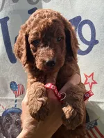 Red boy , a male Poodle - Standard  for sale in Nashville, TN – 2 of 4