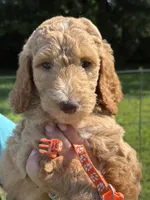 Orange boy , a male Poodle - Standard  for sale in Nashville, TN – 1 of 4