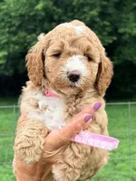 Pink girl, a female Miniature Goldendoodle for sale in Nashville, TN – 1 of 4