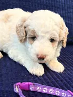 Purple girl, a female Miniature Goldendoodle for sale in Nashville, TN – 4 of 4