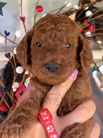 Red boy , a male Poodle - Standard  for sale in Nashville, TN – 3 of 4