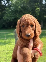 Red puppy, a male Poodle - Standard  for sale in Nashville, TN – 2 of 2