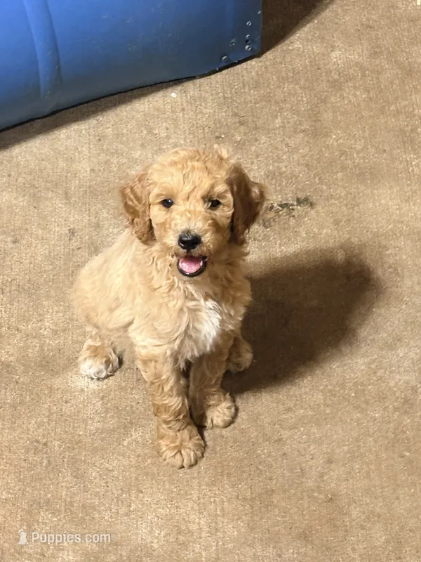 Pink collar girl  – Poodle - Miniature  puppy for sale in Hermitage, TN