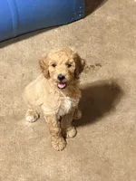 Pink collar girl , a female Poodle - Miniature  for sale in Hermitage, TN – 1 of 3