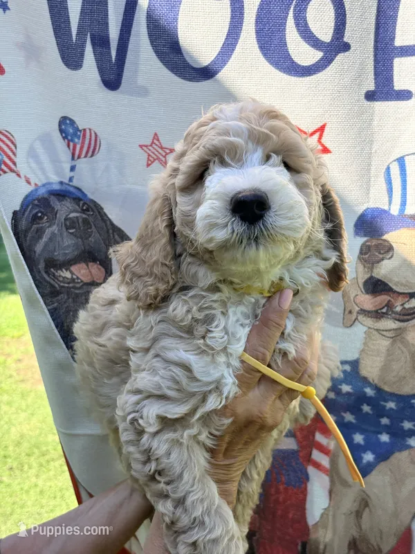 Yellow boy  – Miniature Goldendoodle puppy for sale in Nashville, TN