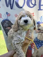 Yellow boy , a male Miniature Goldendoodle for sale in Nashville, TN – 1 of 3