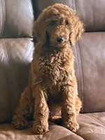 Charlotte , a female Poodle - Standard  for sale in Nashville, TN – 1 of 5