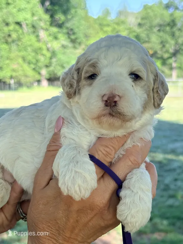 Purple girl  – Miniature Goldendoodle puppy for sale in Nashville, TN