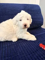 Red boy , a male Miniature Goldendoodle for sale in Nashville, TN – 2 of 3