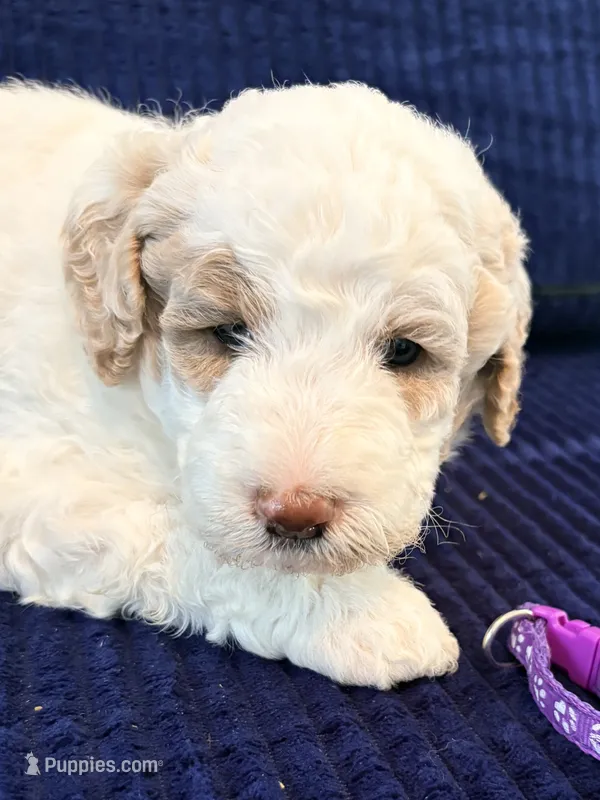 Purple girl – Miniature Goldendoodle puppy for sale in Nashville, TN