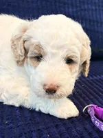 Purple girl, a female Miniature Goldendoodle for sale in Nashville, TN – 1 of 4