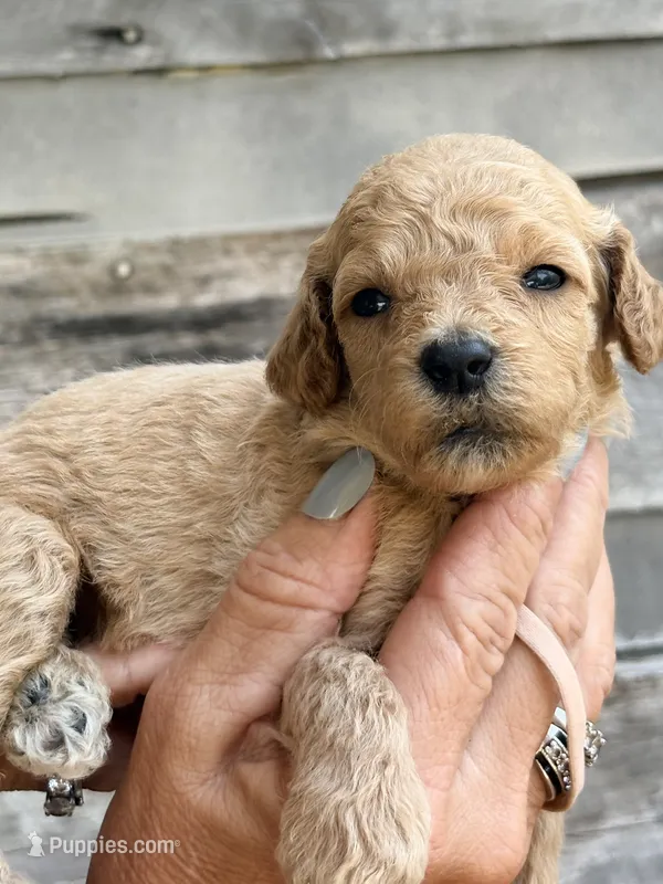 Pink collar girl – Poodle - Standard  puppy for sale in Hermitage, TN