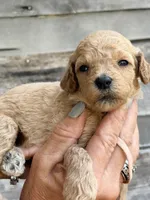 Pink collar girl, a female Poodle - Standard  for sale in Hermitage, TN – 1 of 1