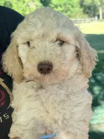 Baby blue boy , a male Goldendoodle for sale in Nashville, TN – Photo 2 of 2