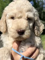 Baby blue boy , a male Goldendoodle for sale in Nashville, TN – Photo 1 of 2